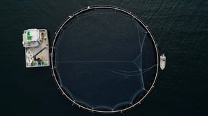 Overblikksbilde av fiskeoppdrett